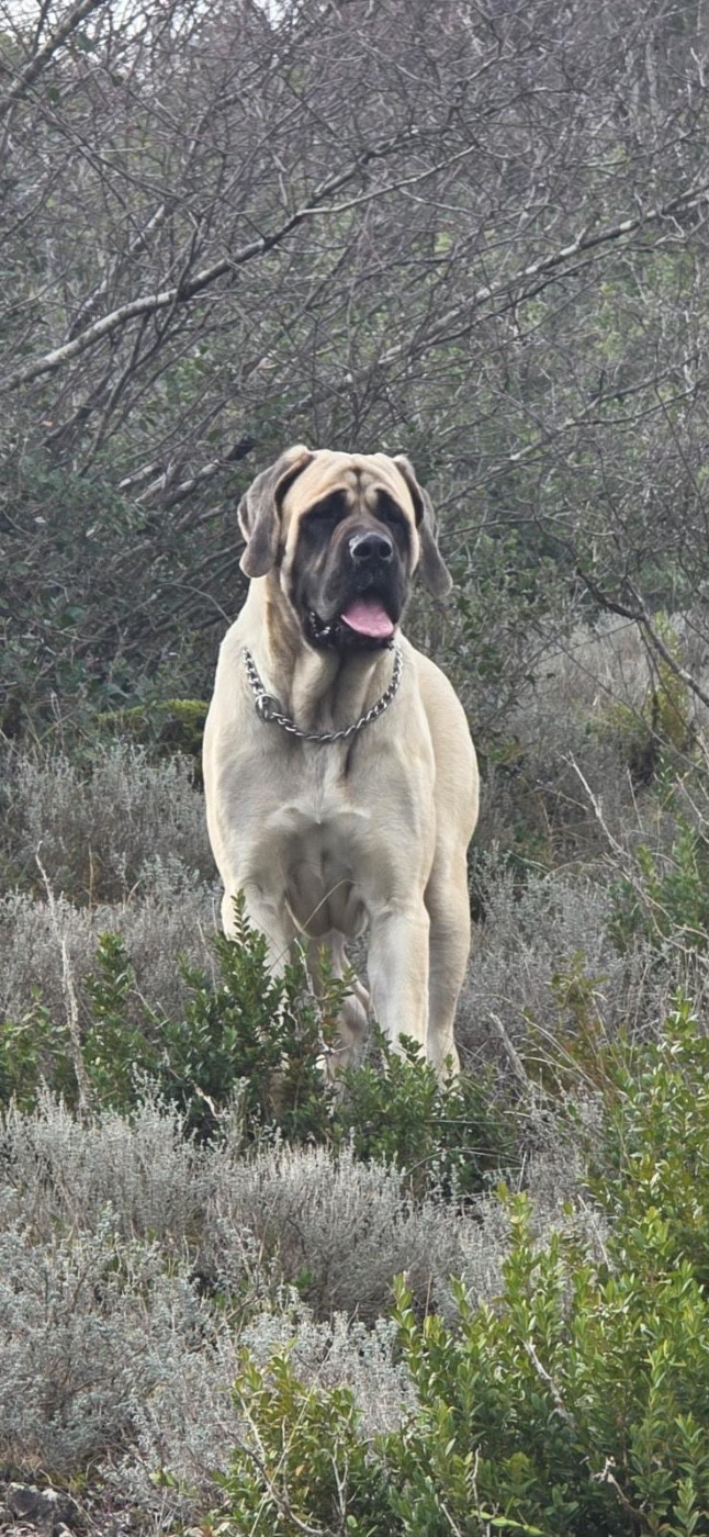 Victoria Des Gardiens De Codan