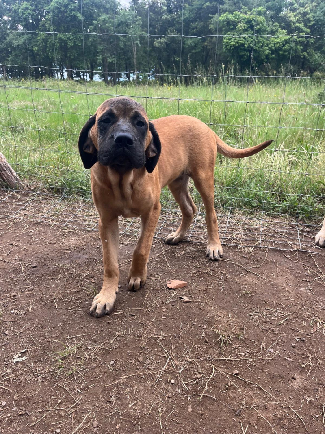 Hamdi Teche - Chiots disponibles - Mastiff