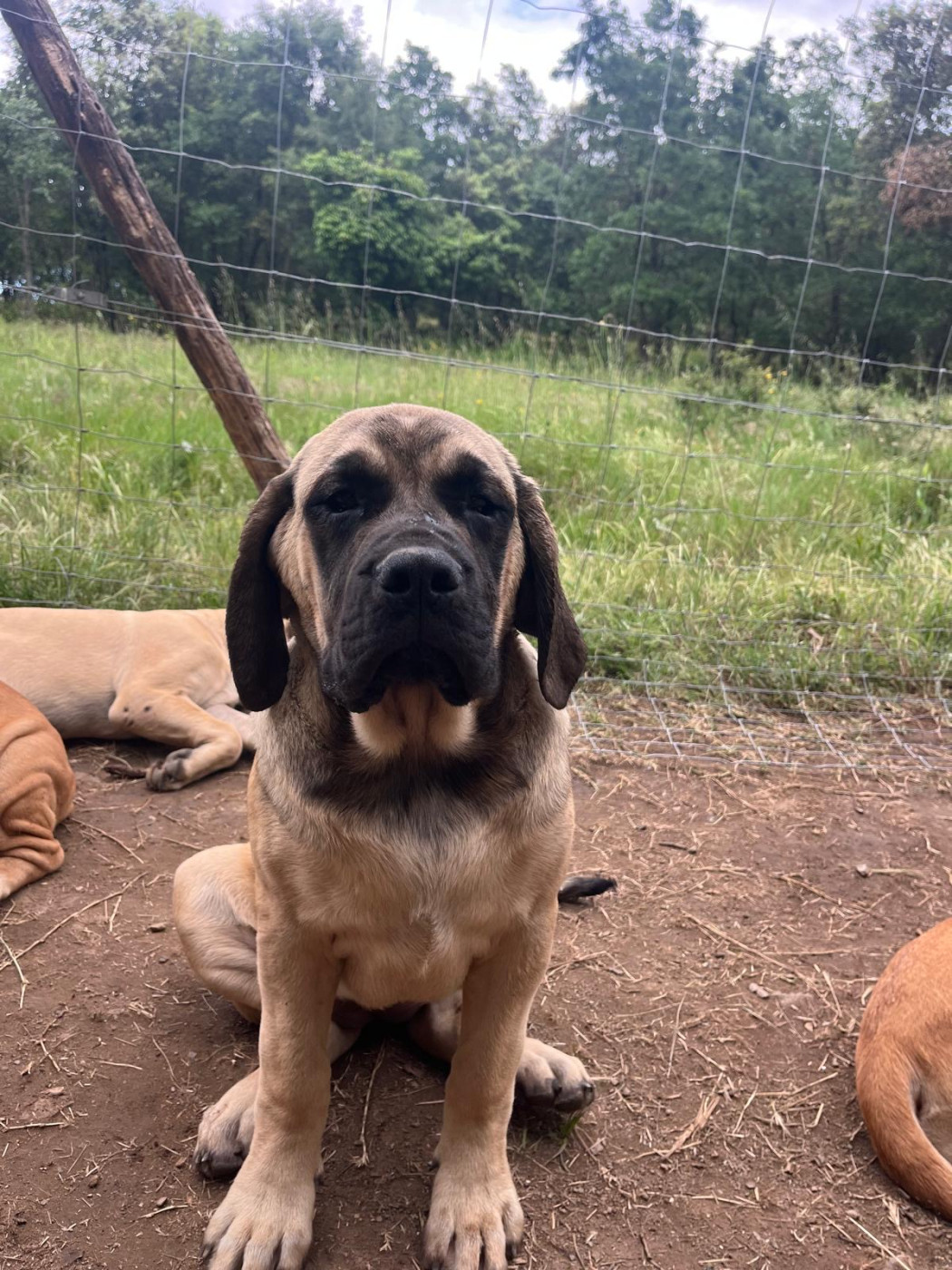 Hamdi Teche - Chiots disponibles - Mastiff