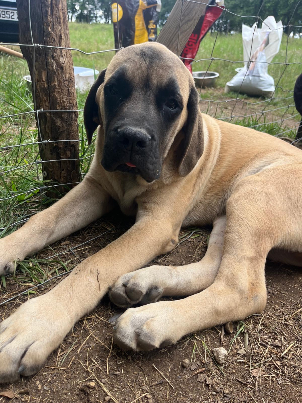 Hamdi Teche - Chiots disponibles - Mastiff