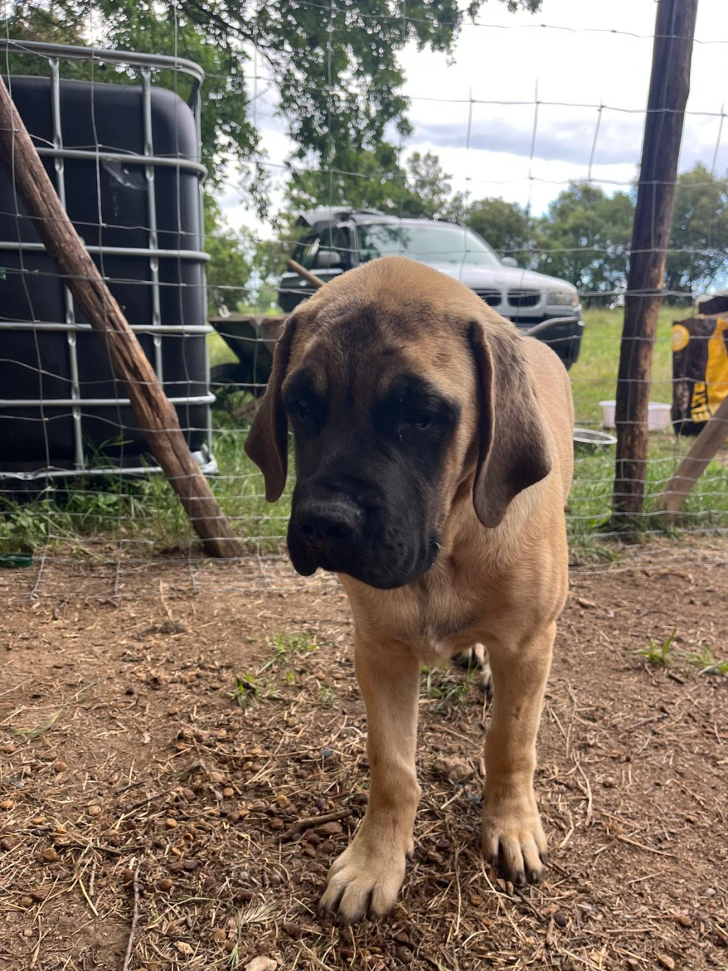 Hamdi Teche - Chiots disponibles - Mastiff